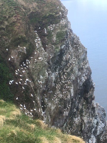 gannets